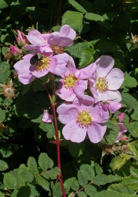 Rosa californica (California Wild Rose),Rosaceae, Per/Shrub: May-Aug, chaparel
