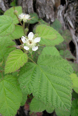 Rubus ursinus (California Blackberry) Rosaceae: Vine/Shrub:Feb-May, forest, riparian 