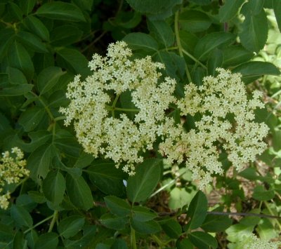 Sambucus nigra (Black Elderberry), Adoxaceae, Per/Shrub: Mar-May, 