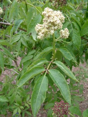 Sambucus racemosa var. racemosa (Pacific Red Elderberry), Adoxaceae,	Per/Shrub:July-Aug, coastal scrub and redwood forest 