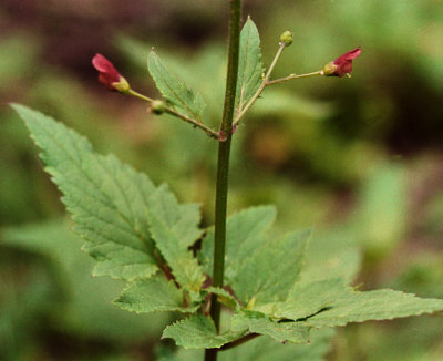 Scrophularia californica(Bee Plant), Scrophulariaceae, Perennial:Feb-May, coastal scrub, redwood
