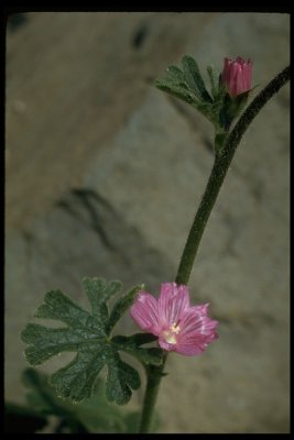 Sidalcea malviflora(Checkerbloom), Malvaceae, Perennial:May-Aug, coastal scrub