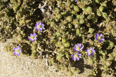 Spergularia macrotheca (Sticky Sand Spurry), Caryophyllaceae, Perennial:Feb-May, coastal scrub, freshwater wetland