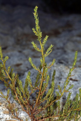 Suaeda nigra(Bush Seepweed)	Chenopodiaceae, Perennial, May-Sept: wetland scrub, sage scrub, coastal sage scrub