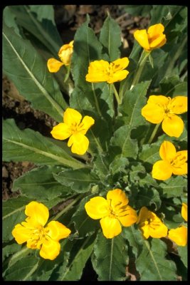 Taraxia ovata (Suncups), Onagraceae, Perennial:Mar-Jun, coastal prarire, mixed evergreen forest