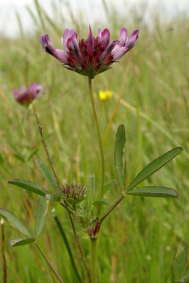 Trifolium willdenovii (Tomcat Clover), Fabaceae, Annual:Mar-Jun,  chapparell, grassland