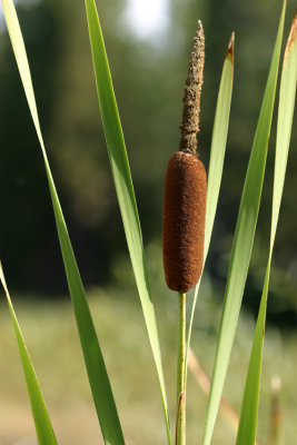 Typha latifolia (Common Cattail) Typhaceae:Perennial, May-June, freshwater wetlands