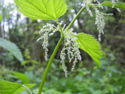 Urtica dioica ssp. gracilis (California Nettle)	Urticaceae	, Perennial	, May-Sept: riparian