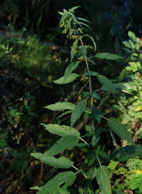 Urtica dioica ssp. holosericea (Hoary Nettle	), Urticaceae, Perennial:Jun-Sept, woodland, forest, riparian, freshwater wetaland