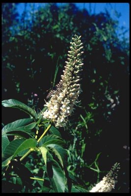 Aesculus californica(California Buckeye), Sapindaceae: Tree, May-July, foothill