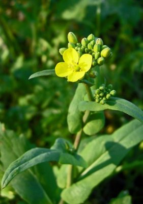 Brassica rapa (Common Mustard), Brassicaceae, Annual: Jan-June
