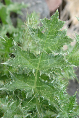 Carduus pycnocephalus (Italian Thistle), Asteraceae, Annual:Feb-July