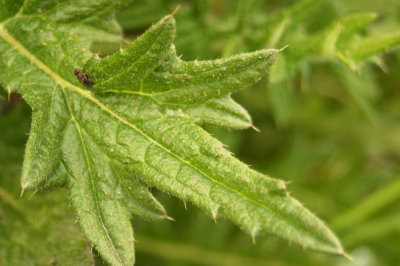 Cirsium vulgare (Bull Thistle), Asteraceae, Biennial: June-Sept