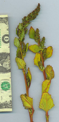 Chenopodium macrospermum (Largeseed Goosefoot),Chenopodiaceae, Annual: Jul-Oct, coastal strand