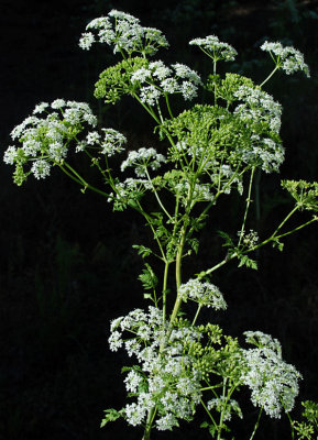Conium maculatum (Poison Hemlock),Apiaceae, Eudicot:Apr-Sept, wetland riparian