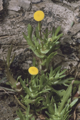Cotula coronopifolia(Brass Buttons), Asteraceae, Perennial:May-Oct,