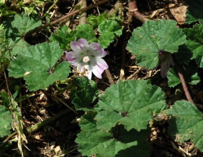 Malva nicaeensis(Bull Mallow), Malvaceae, Annual:Mar-May