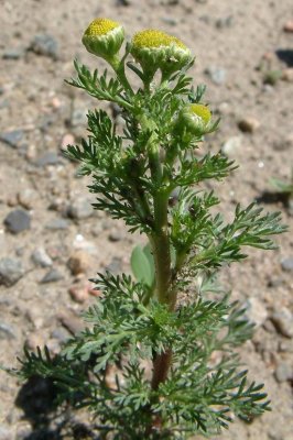 Matricaria discoidea(Pineapple Weed), Asteraceae: Annual: May-Sept