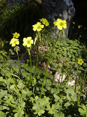 Oxalis pes-caprae(Sourgrass), Oxalidaceae,Perennial :Dec-June