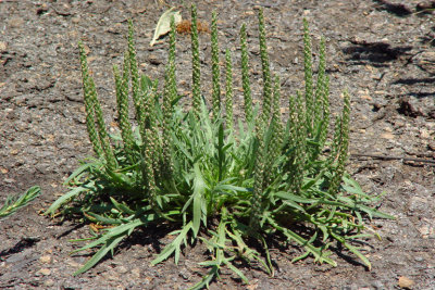 Plantago coronopus(Cut Leaf Plantain), Plantaginaceae, Annual:Apr-July, coastal strand