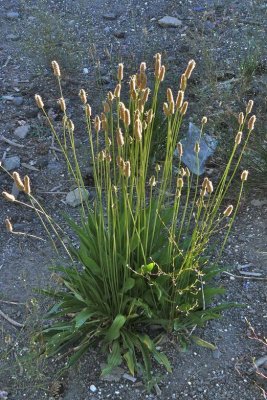 Plantago lanceolata(English Plantain),Plantaginaceae, Perennial:Mar-Aug