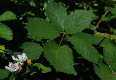 Rubus armeniacus(Himalayan Blackberry) Rosaceae, Shrub:Apr-Aug