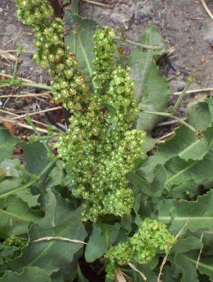 Rumex crispus(Curly-leaved Dock), Polygonaceae, Perennial:All year