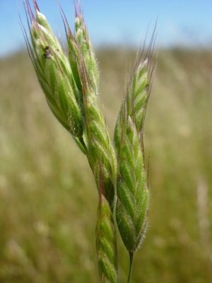 Bromus hordeaceus(Soft Chess)Annual:Apr-May