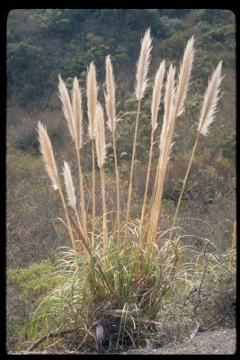 Cortaderia jubata(Jubata Grass)	Perennial