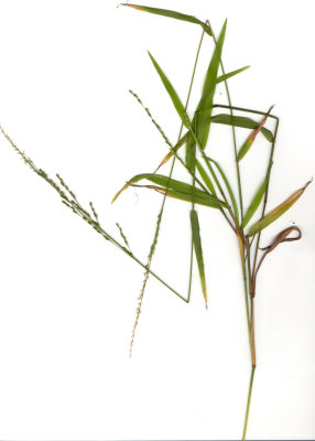 Ehrharta erecta(Panic Veldtgrass)Perennial:Mar-June