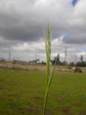 Festuca myuros(Rattail Sixweek Grass),Perennial: Feb-May
