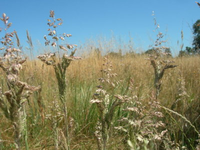Holcus lanatus (Velvet Grass) Perennial:Jun-Aug