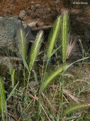 Hordeum murinum ssp. leporinum (Foxtail Barley), Annual:Apr-July