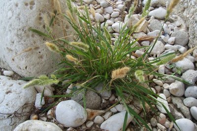 Polypogon monspeliensis(Rabbits Foot Grass),Annual:May-June