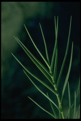 Distichlis spicata (Saltgrass) Perennial:July-Aug