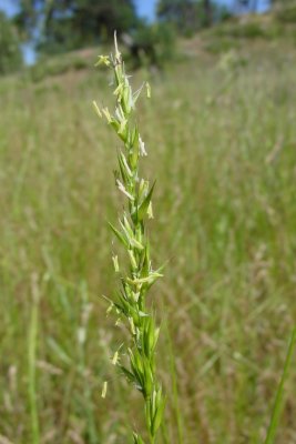 Elymus triticoides (Beardless Wild Rye) Perennial:May-June: Rhizomatous