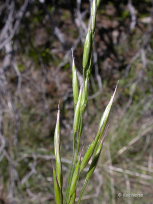 Festuca californica (California Fescue) Perennial: Feb-Apr