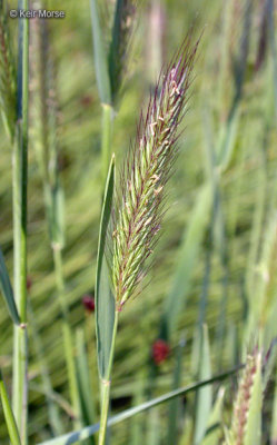Hordeum brachyantherum (Meadow Barley	),Perennial:June-July