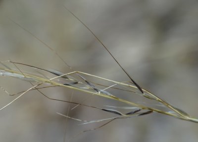 Stipa lepida (Foothill Needle Grass),Perennial:Mar-May