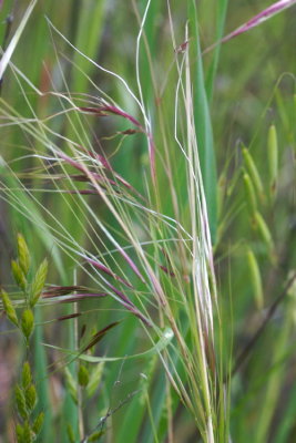 Stipa pulchra (Purple Needle Grass) Perennial:Mar-May