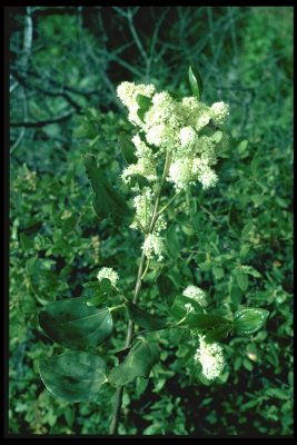 Ceanothus velutinus (Tobacco Brush), Rhamnaceae