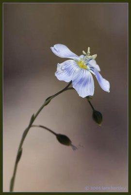 Linum lewisii (Mountain Flax), Linacea