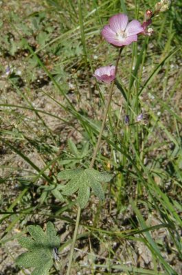 Sidalcea glaucescens (Waxy Checkerbloom), malvaceae,  per: june-aug