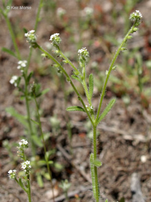 Cryptantha microstachys (Popcorn Flower), BORAGINACEAE ann: apr-july,