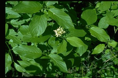 Cornus sericea (American dogwood), CORNACEAE, shrub: jul-aug, riparian 