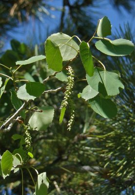 Populus tremuloides (quaking aspen),SALICACEAE   tree: apr-may, riparian