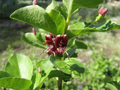 Lonicera conjugialis (Double honeysuckle), Caprifoliaceae, shrub apr-july, riparian