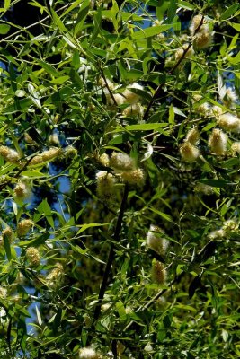 Salix lemmonii (Lemmon’s Willow),  Salicaceae shrub: feb-mar