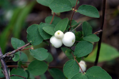 Symphoricarpos mollis (Creeping Snowberry), Caprifoliaceae, shrub: apr-july, low elevation forest 