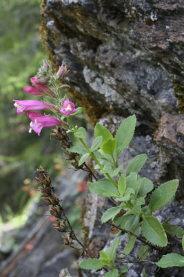 Penstemon newberryi (Mountain Pride), Plantaginaceae, perennial apr-may